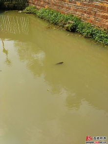 寧鄉(xiāng)縣東湖塘鎮(zhèn)長沙品真食品廠水污染治理訴求與建議